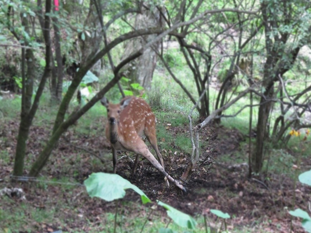 ニホンジカ・イノシシの捕獲